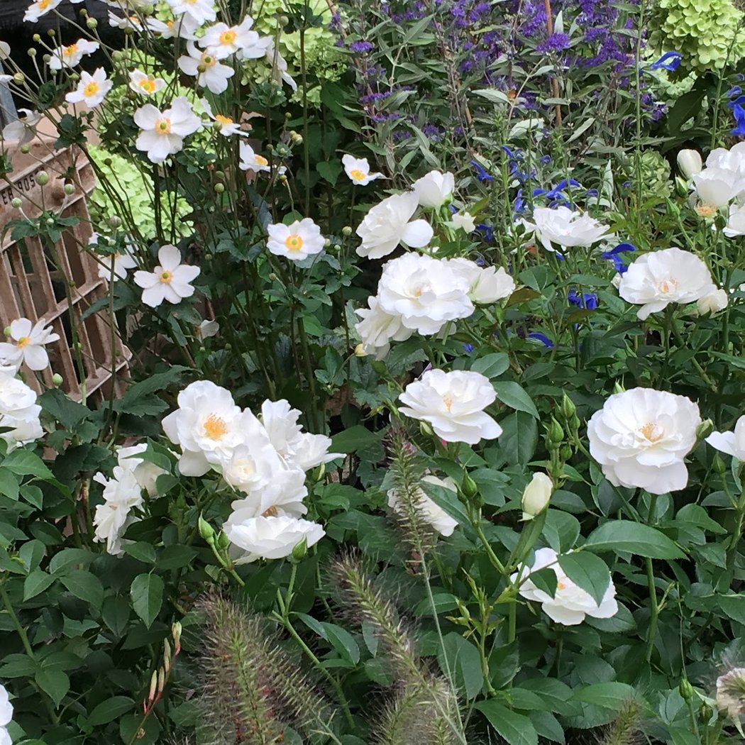 Marianne Fleurs 2